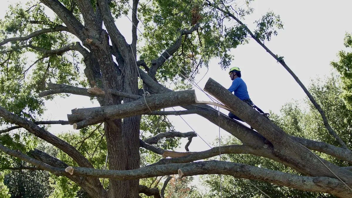 Professional Hazardous Tree Removal performed by certified arborists in Claiborne