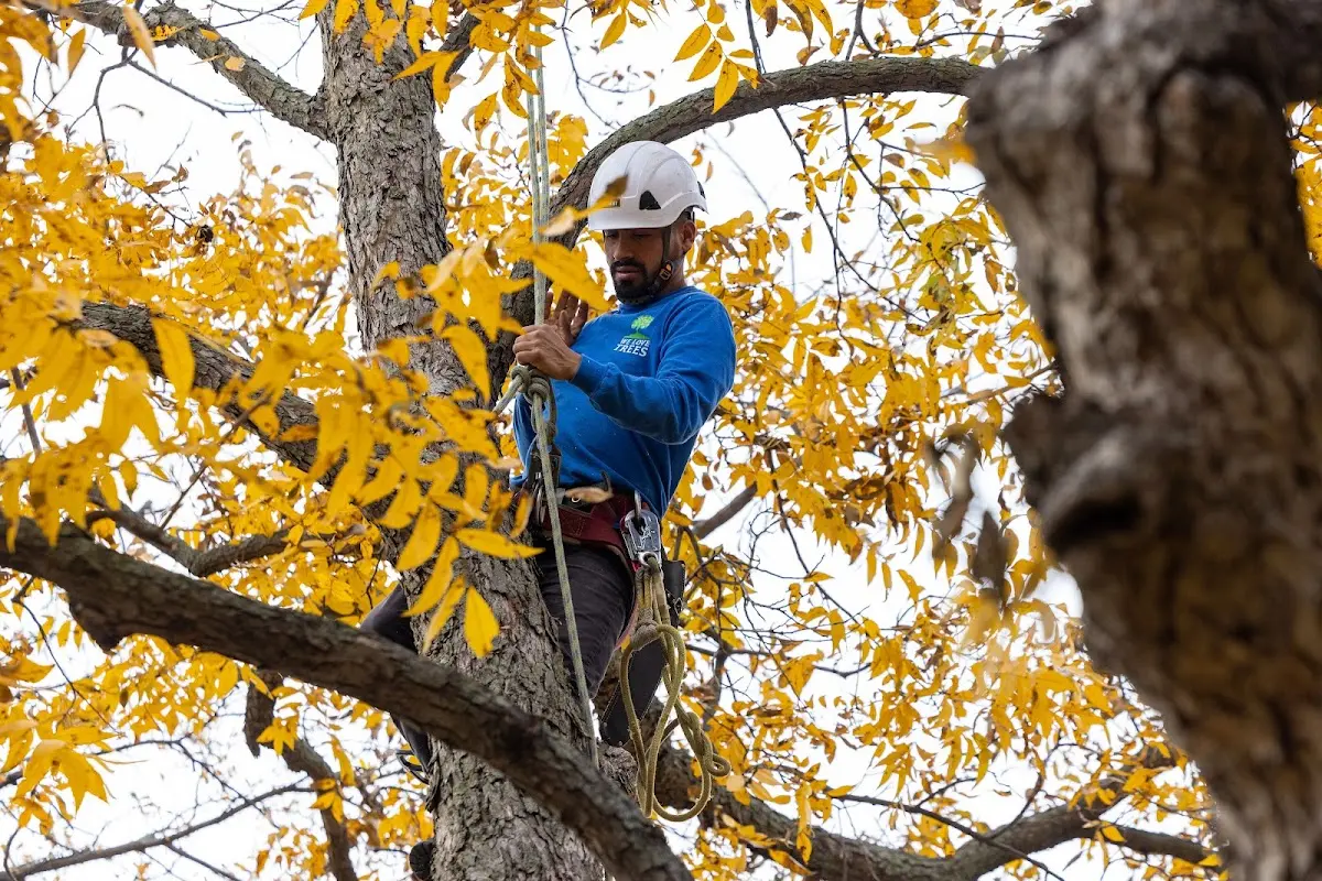 Skilled Tree Trimming crew working in Claiborne
